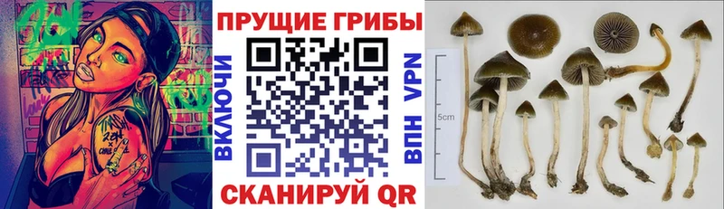 ссылка на мегу как войти  Урус-Мартан  Галлюциногенные грибы Psilocybine cubensis 